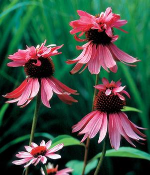 Echinacea purpurea 'Double Decker'